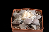 Ariocarpus retusus furfuraceus  d. 10 80.00 €